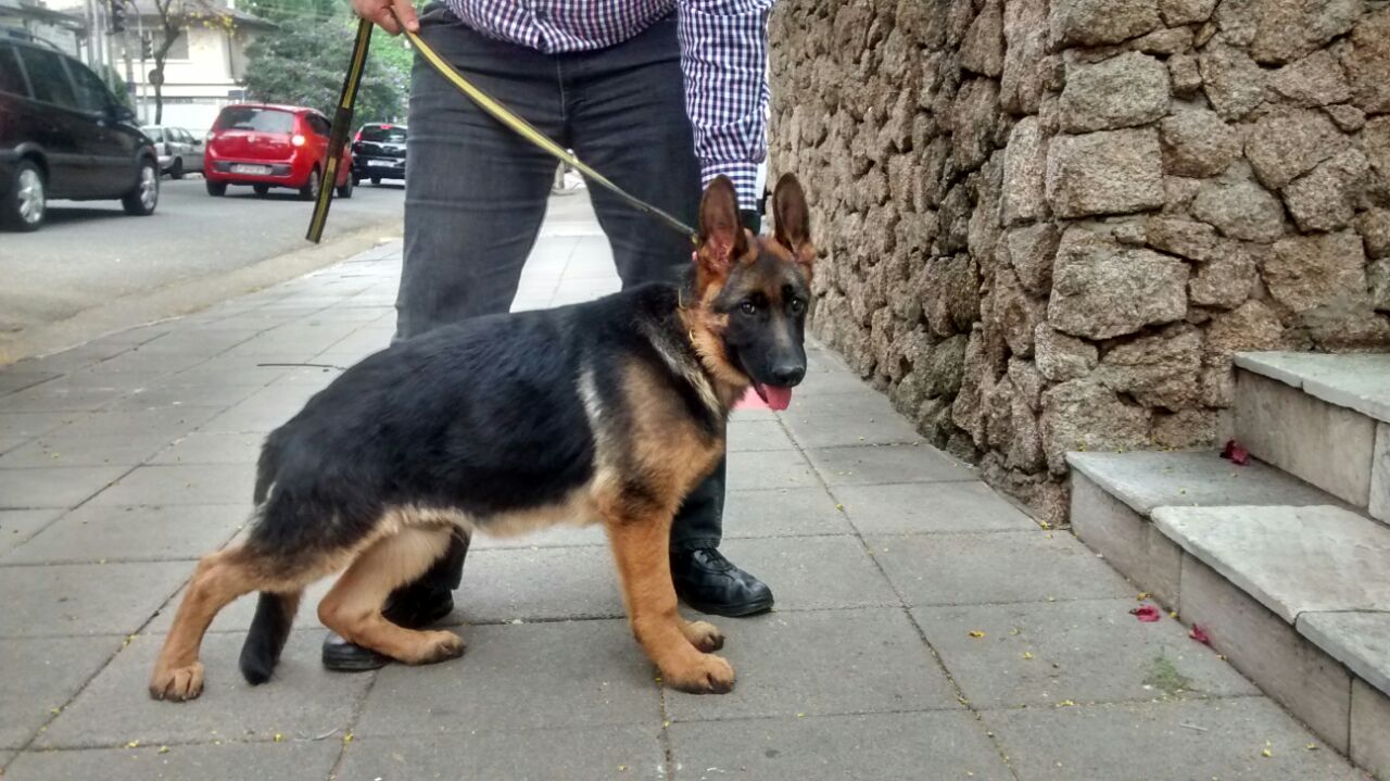 Zeus